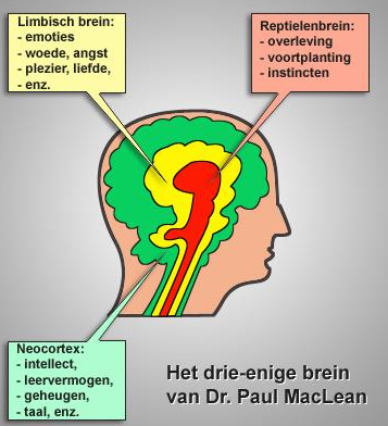 Uitleg Brein, Onderbewustzijn, Bewustzijn, Hartritme, Analyseren